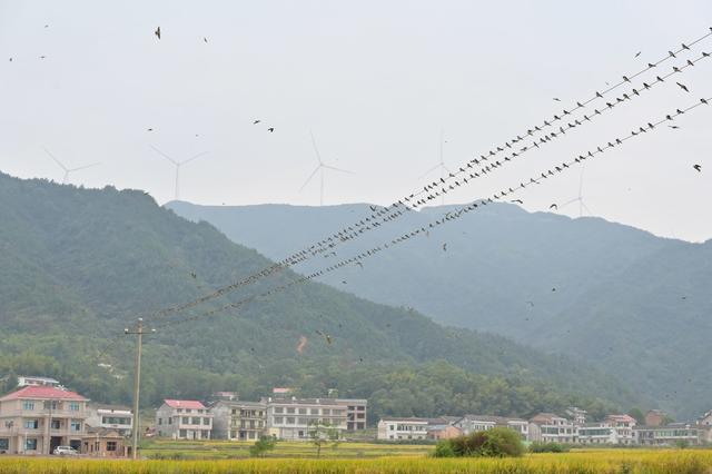 寒露  燕子  气候  生态  候鸟  乡村