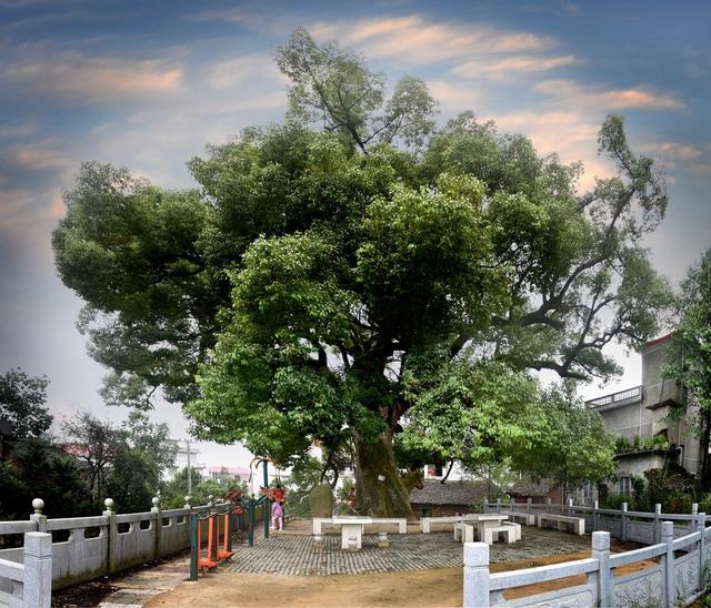 神州古樟树  千年古树  神州樟树王