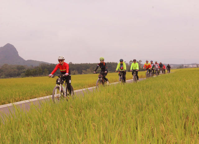 稻谷  丰收 农田 