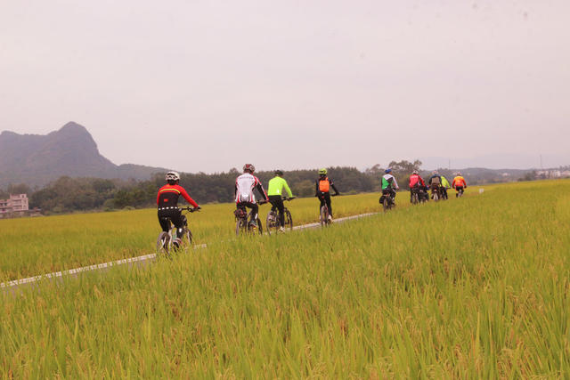 稻谷  丰收 农田 