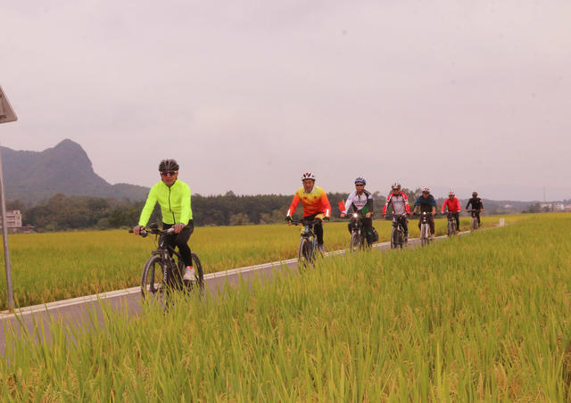 稻谷  丰收 农田 