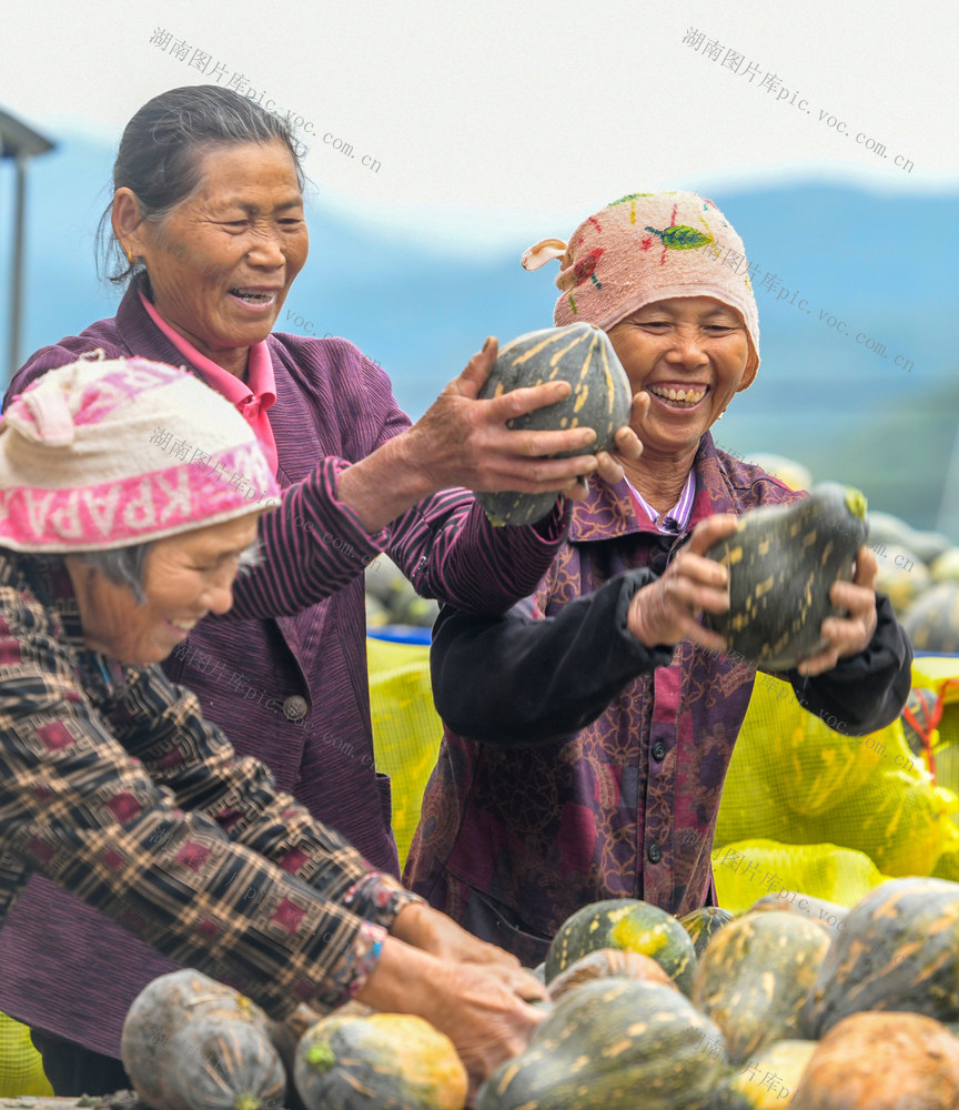 秋收
南瓜
丰收
产业
道县
