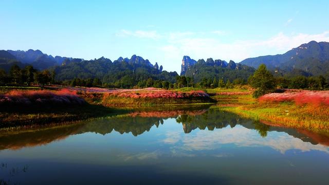 粉黛花海 张家界