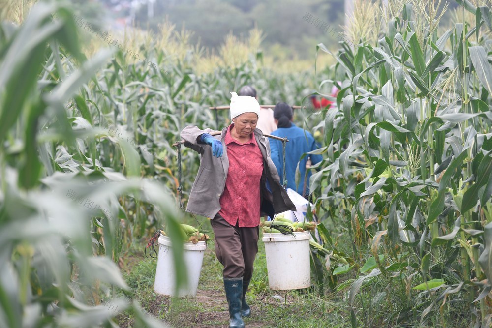 农业
道县
玉米
特色产业
田园
秋收