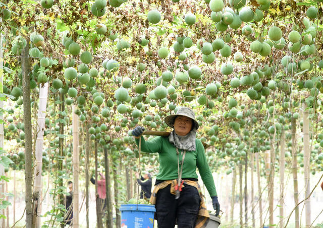 农业   种植企业   药食两用   瓜蒌子   土地效益   农民收入   乡村振兴