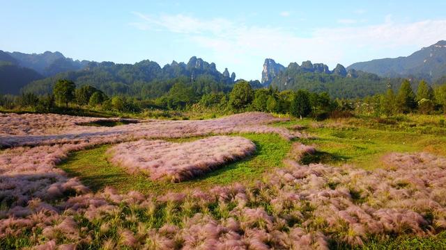 粉黛花海 张家界