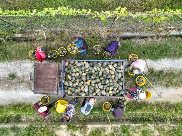 秋收
南瓜
丰收
产业
道县
