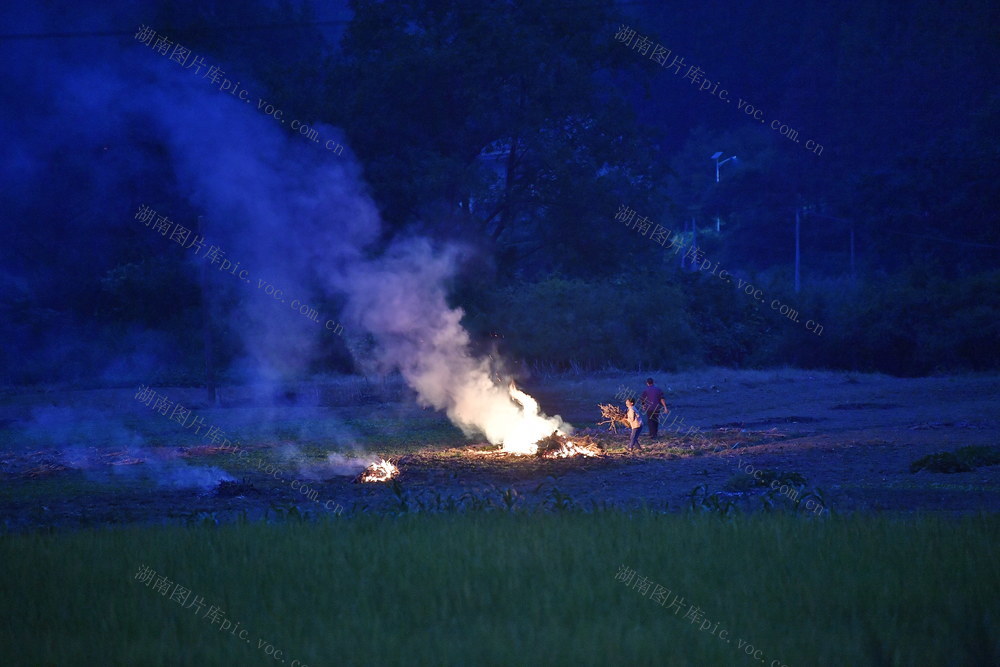 焚烧 大气污染 秸秆 农业 水稻 病虫害