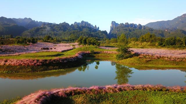 粉黛花海 张家界