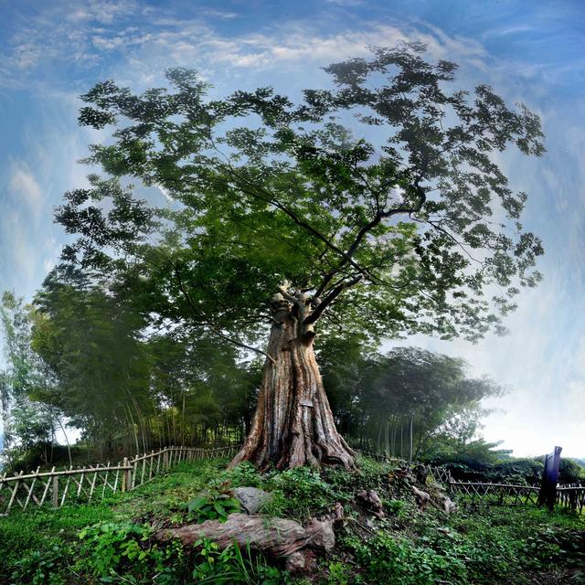 千年紫薇王  川黔紫薇   贵州紫薇