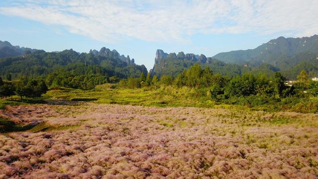 粉黛花海 张家界