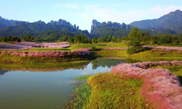 粉黛花海 张家界