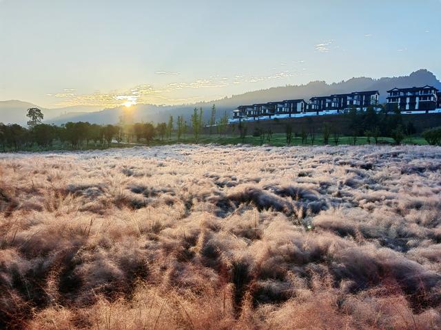 粉黛花海 张家界