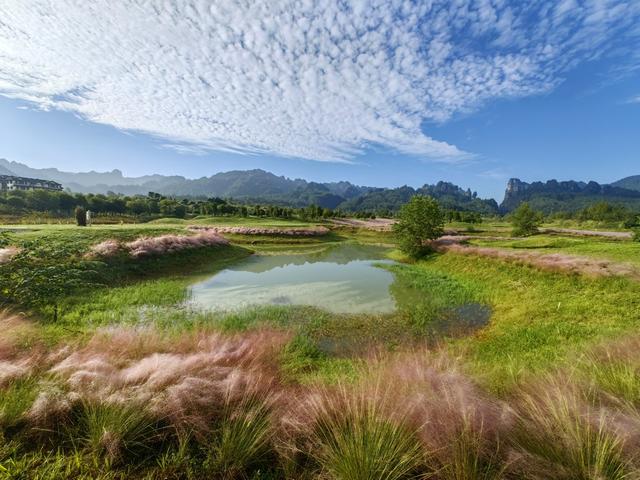 粉黛花海 张家界