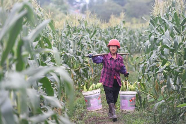 农业
道县
玉米
特色产业
田园
秋收