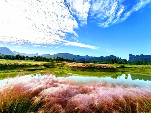 粉黛花海 张家界