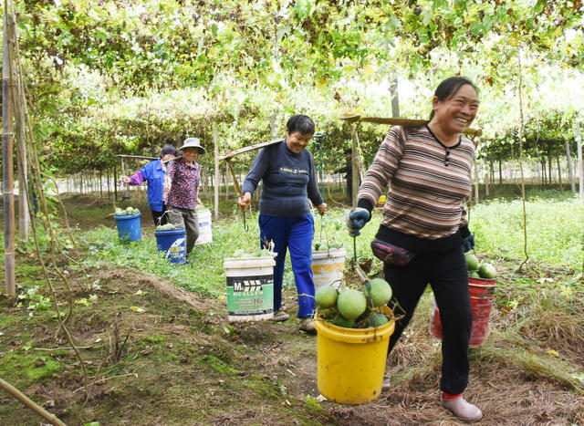 农业   种植企业   药食两用   瓜蒌子   土地效益   农民收入   乡村振兴