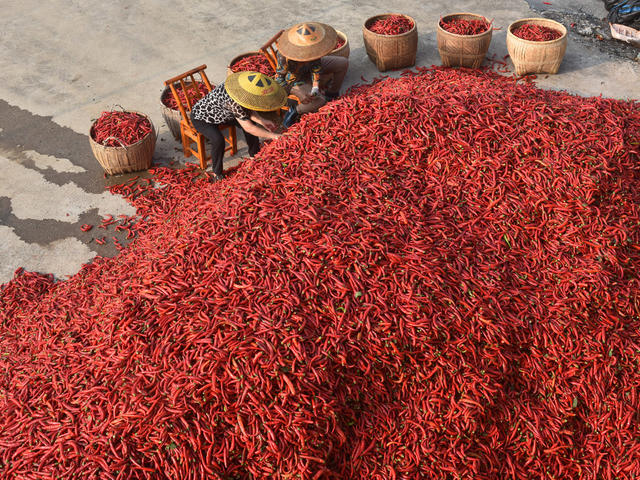 辣椒  乡村振兴  产业发展  农民增收  经济建设  农民 合作社  辣酱  地方特产 