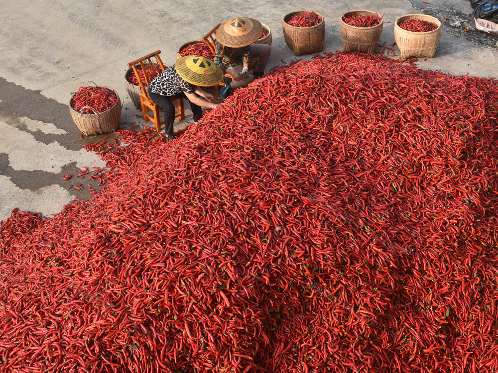 辣椒  乡村振兴  产业发展  农民增收  经济建设  农民 合作社  辣酱  地方特产 