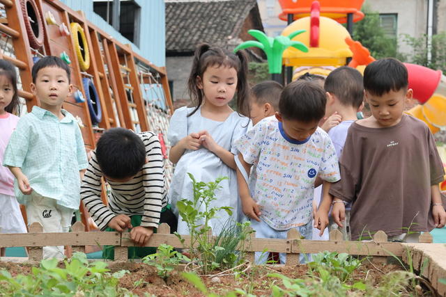 晒秋 幼儿园 中华传统民俗文化 秋天 丰收