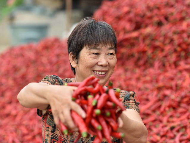 辣椒  乡村振兴  产业发展  农民增收  经济建设  农民 合作社  辣酱  地方特产 