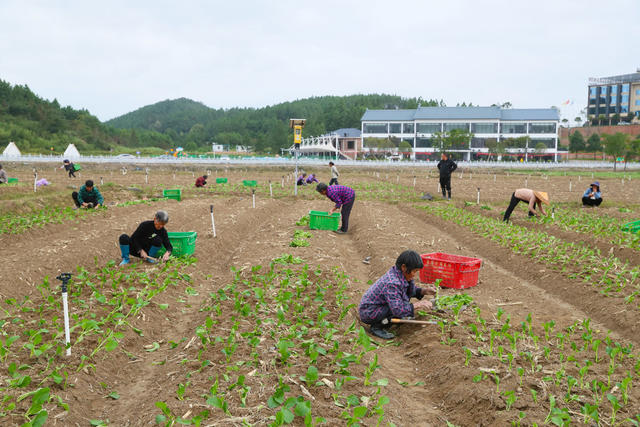 蔬菜  移栽  种植  农事