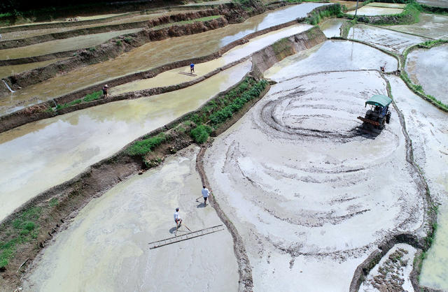 中国饭碗 水稻 桂东县 村民