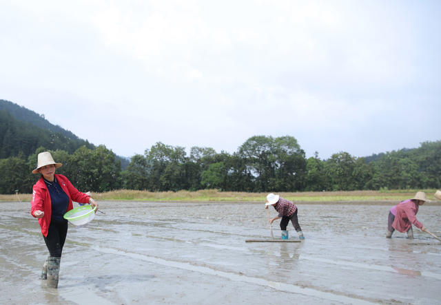 中国饭碗 水稻 桂东县 村民
