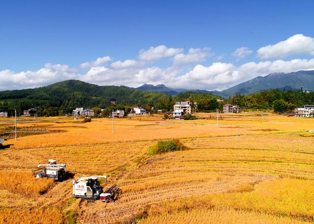 中国饭碗 水稻 桂东县 村民