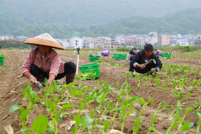 蔬菜  移栽  种植  农事