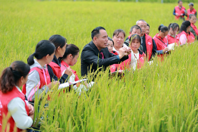 农业 水稻 制种 专家 传授 指导 增产增收 乡村振兴


