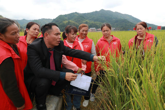 农业 水稻 制种 专家 传授 指导 增产增收 乡村振兴


