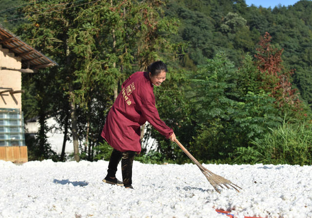 棉花  乡村振兴  产业发展  农民增收  经济建设  就业  秋日 晒秋