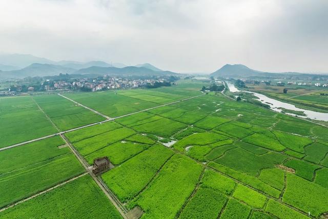 田园 稻田 水稻 乡村 秋日 晚稻 风光