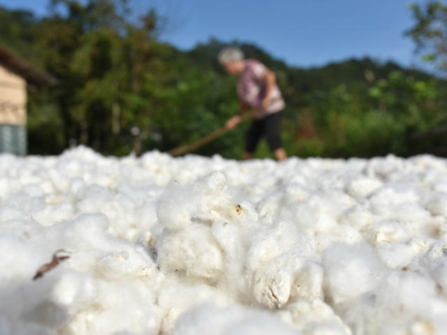 棉花  乡村振兴  产业发展  农民增收  经济建设  就业  秋日 晒秋