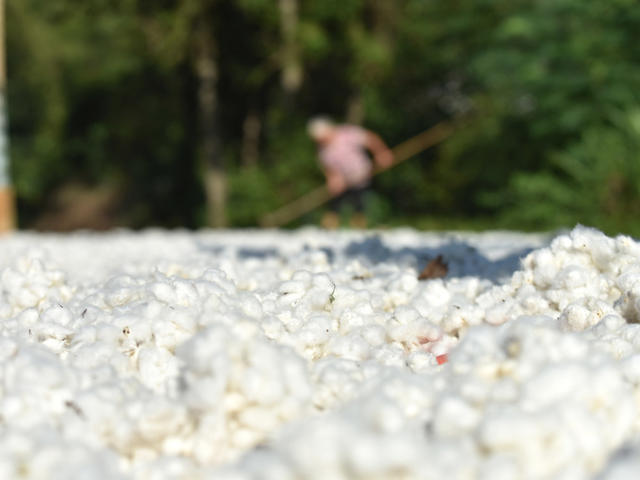 棉花  乡村振兴  产业发展  农民增收  经济建设  就业  秋日 晒秋