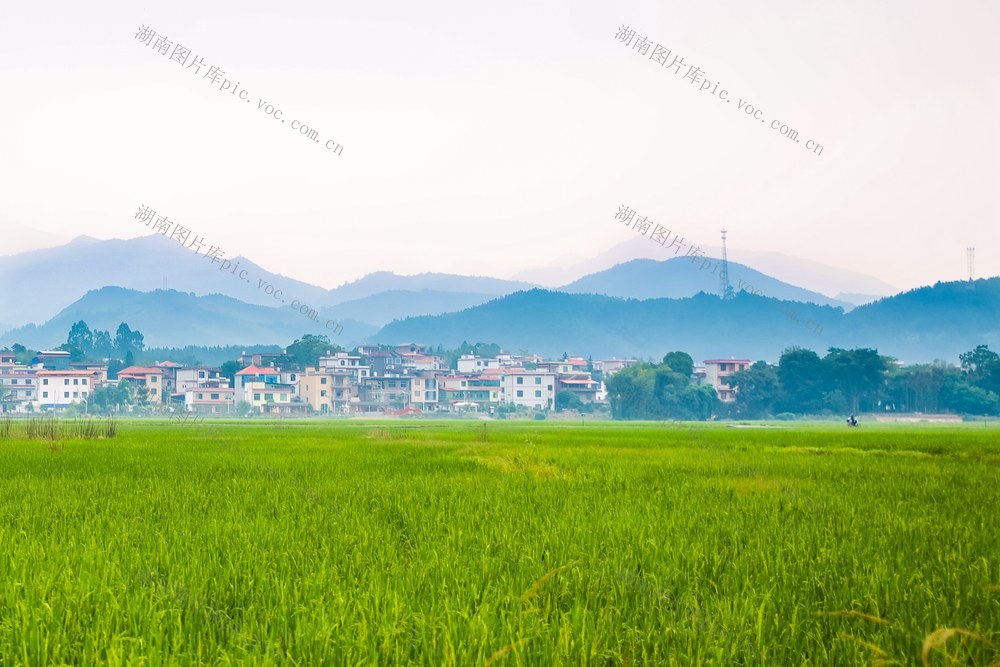 田园 稻田 水稻 乡村 秋日 晚稻 风光