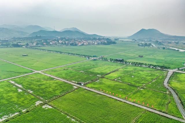 田园 稻田 水稻 乡村 秋日 晚稻 风光
