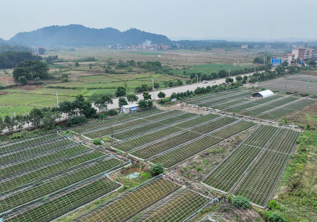 草莓
设施农业
农民
田园
秋管
道县