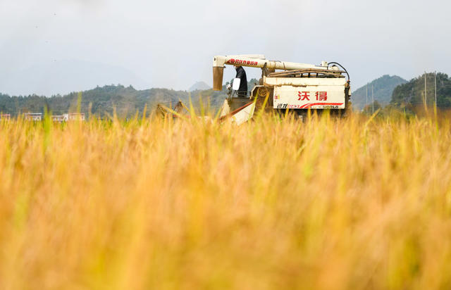 晚稻
农业
田园
收获
收割
