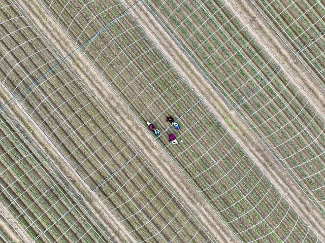 草莓
设施农业
农民
田园
秋管
道县