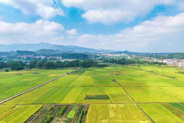 水稻 晚稻 稻谷 粮食 田间 农机 田园 丰收 三农