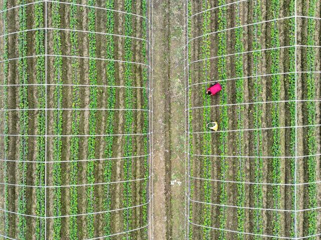 草莓
设施农业
农民
田园
秋管
道县