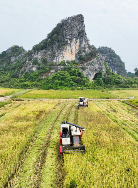 晚稻
农业
田园
收获
收割
