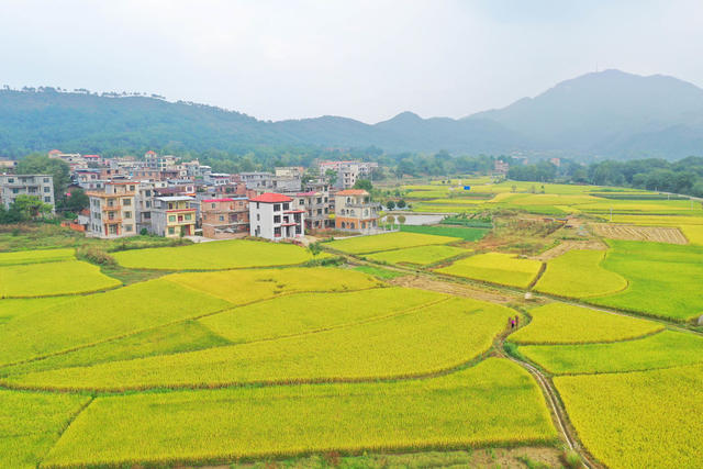 金秋 乡村 水稻 景色