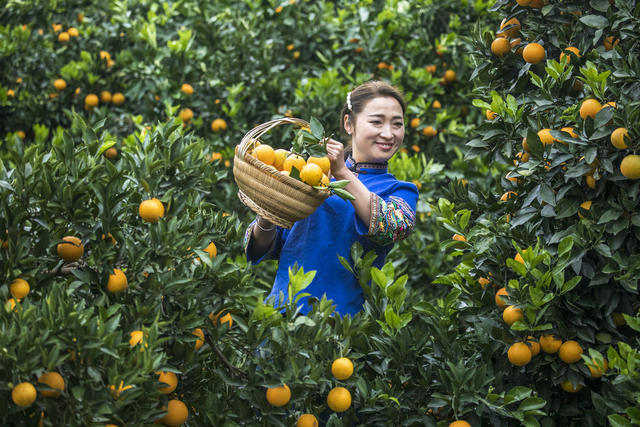 麻阳冰糖橙，采摘冰糖橙