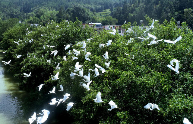 千年鸟道 “充电站” 环境 湖南桂东