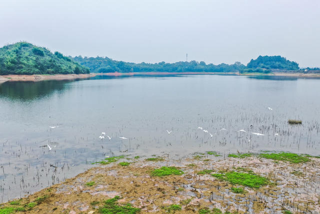 候鸟 鸟类 白鹭 野生动物 生态 自然环境 
