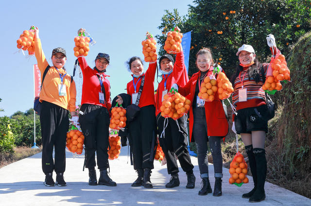 麻阳冰糖橙，采摘冰糖橙