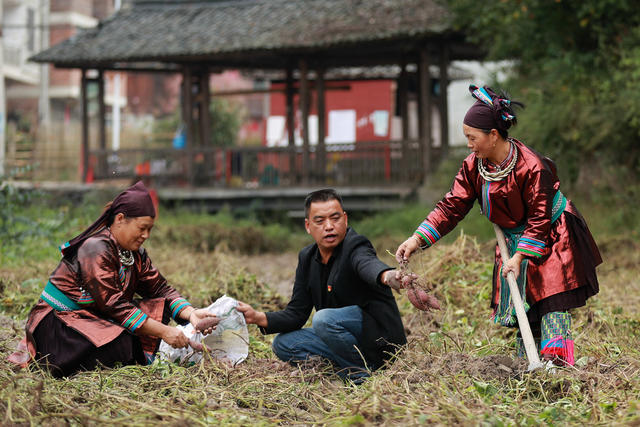 党建引领 小紫薯 大产业  流转土地 规模种植 村民就业 乡村致富路
